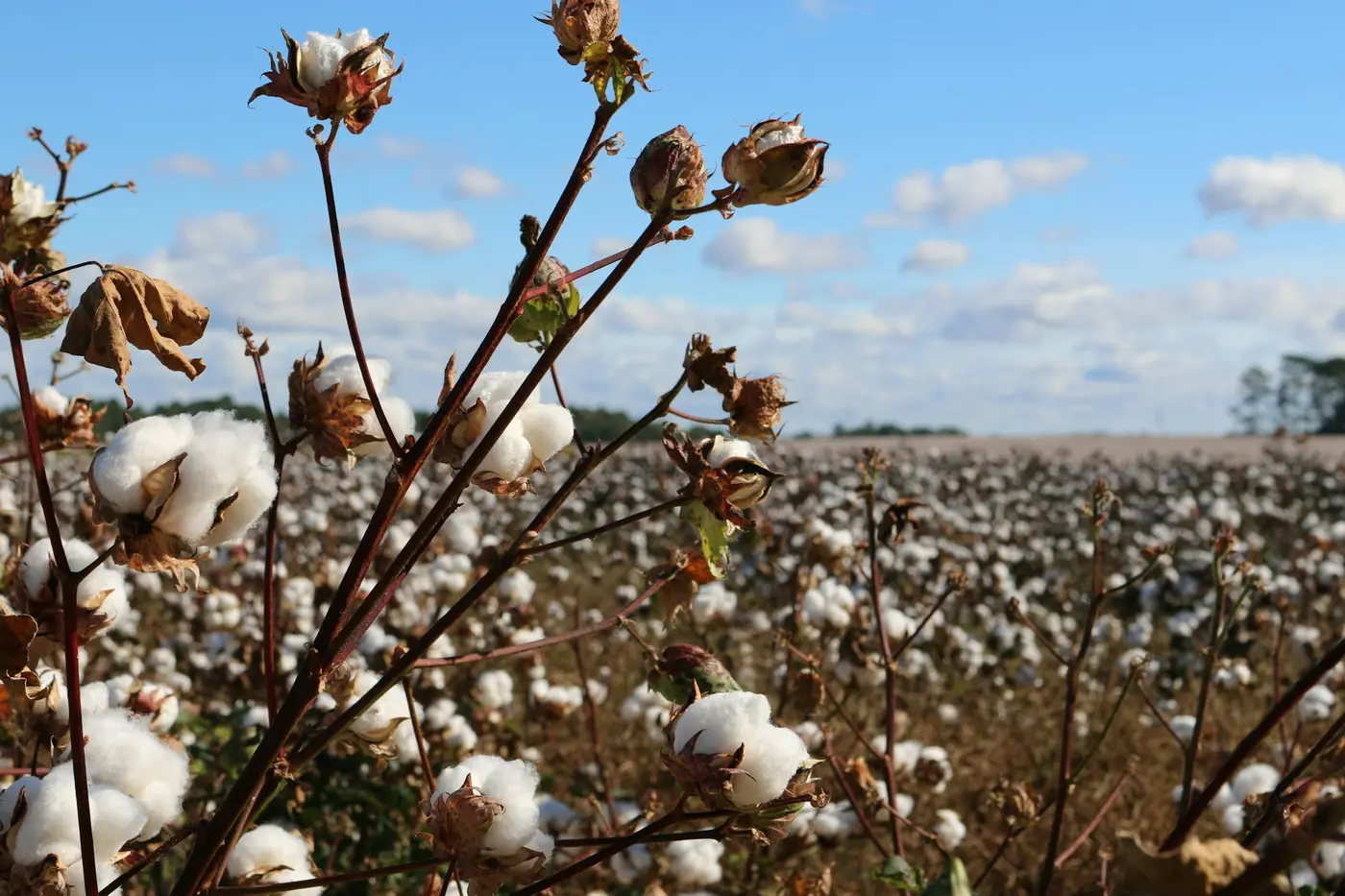 Cotton plants with open bolls in a field under a blue sky